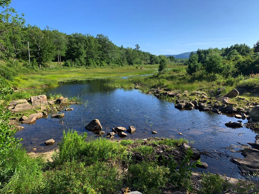 A small pond surrounded by green grass and trees under a clear blue sky. Rocks are scattered along the water's edge.