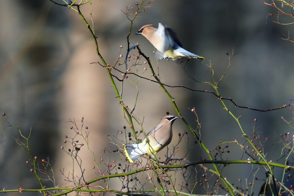 Two birds with brown and yellow plumage perched on thin, bare branches with small buds, set against a blurred background.
