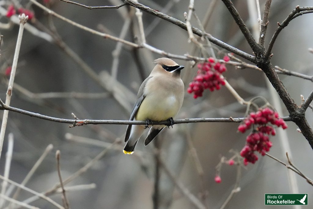 A bird with a brownish body and black eye markings perched on a branch with red berries.