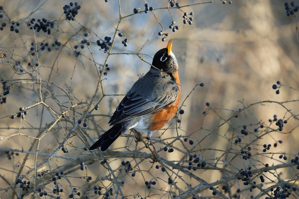 A robin is perched on a branch, surrounded by small, dark berries.
