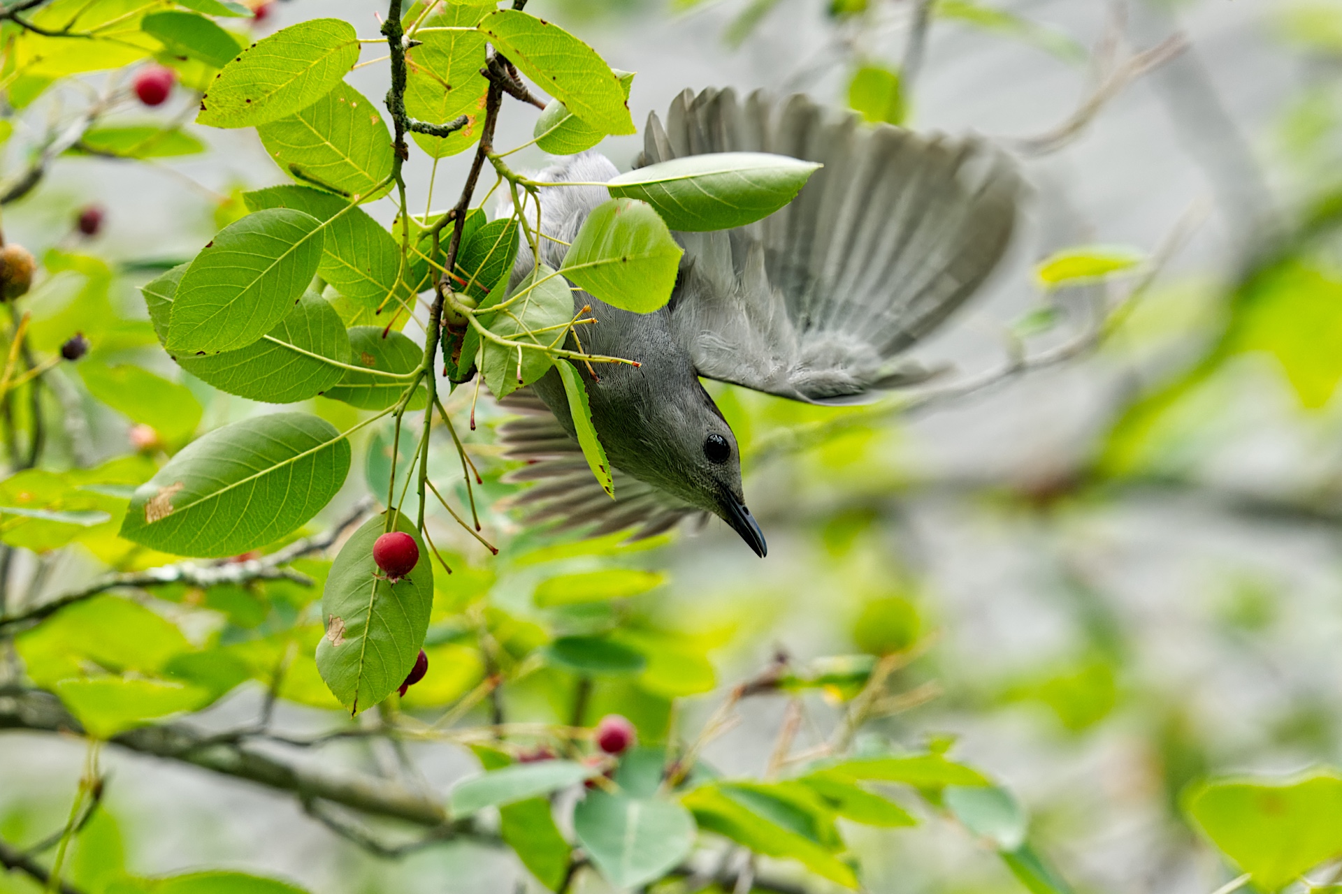 A bird in mid-flight among green leaves and red berries on a tree branch.
