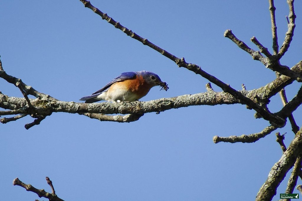 A bluebird perches on a tree branch against a clear blue sky, holding an insect in its beak.