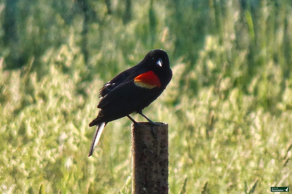 A black bird with a red and yellow patch on its wing perches on a wooden post, surrounded by green foliage.
