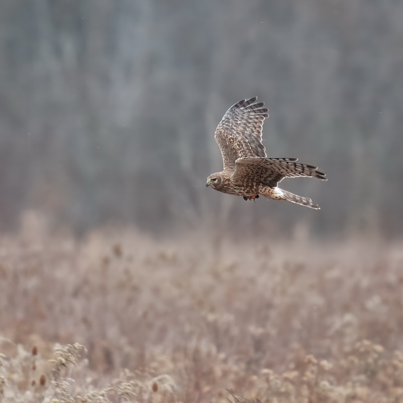 A hawk is flying low over a field with blurred grasses, against a muted background.