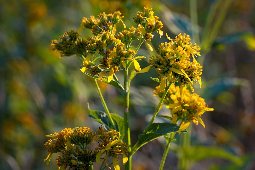 Yellow flowers with narrow petals and clustered blooms on a green stem, set against a blurred natural background.