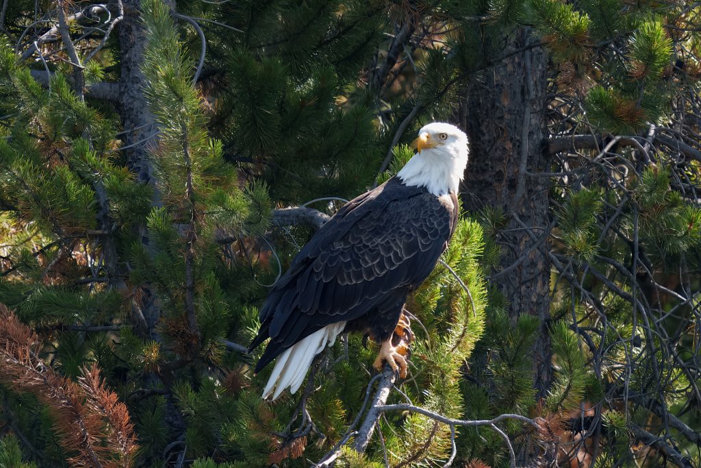 A bald eagle perched on a tree branch surrounded by green foliage.