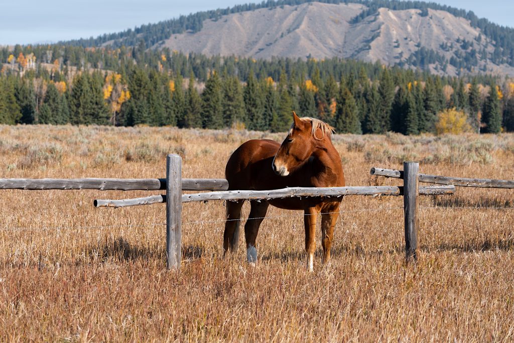 A brown horse stands behind a wooden fence in a field with trees and a mountain in the background.