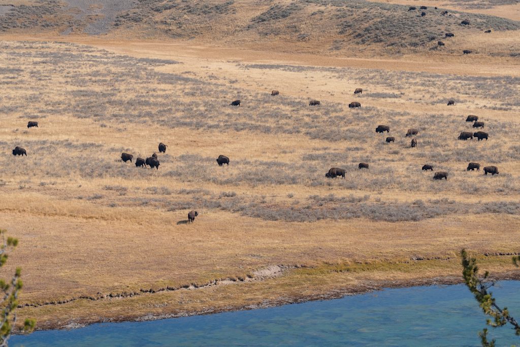 Bison grazing on a vast, dry grassland near a body of water, with scattered bushes in the background.