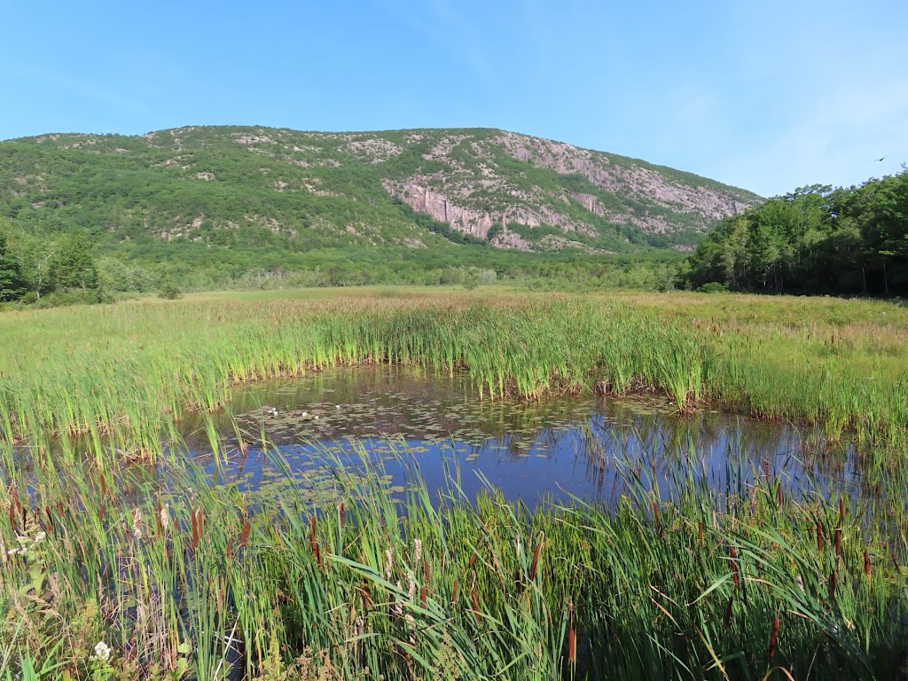 A small pond surrounded by tall grass and reeds, with a background of a tree-covered mountain under a clear blue sky.