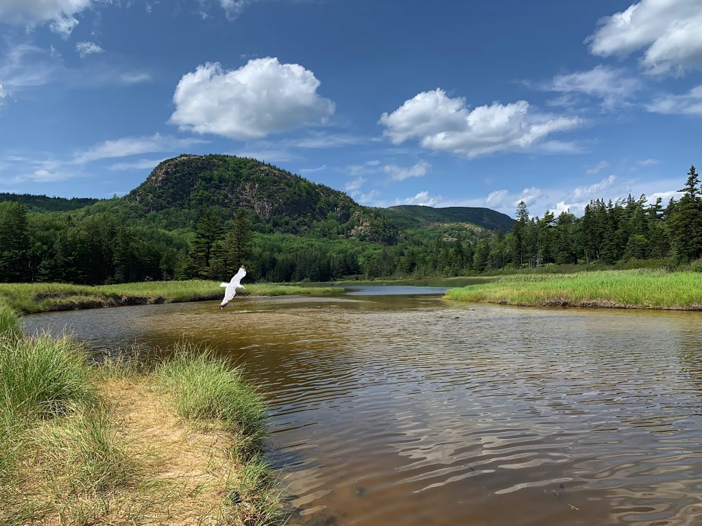 A bird flies over a calm river surrounded by green grass and trees, with a mountain and blue sky in the background.