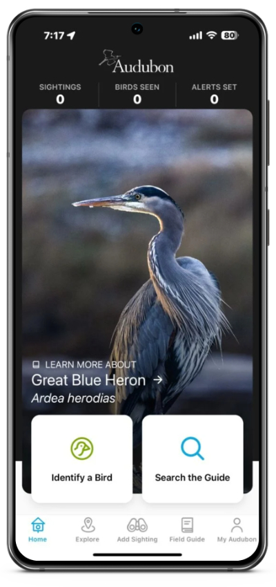 Smartphone displaying an app with a photo of a great blue heron. Options include "Identify a Bird" and "Search the Guide.