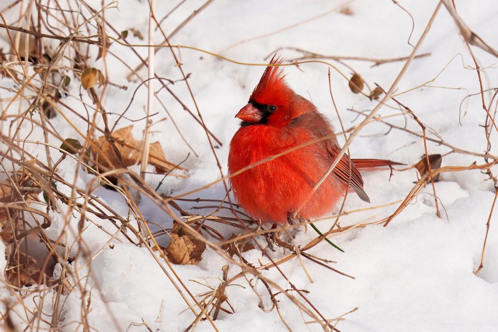 A bright red cardinal perched on snowy ground, surrounded by dry twigs and leaves.