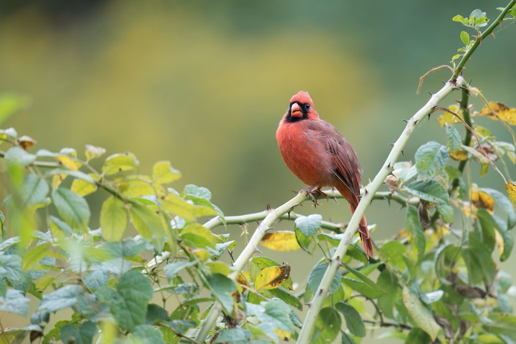 A red cardinal perched on a green leafy branch against a blurred natural background.