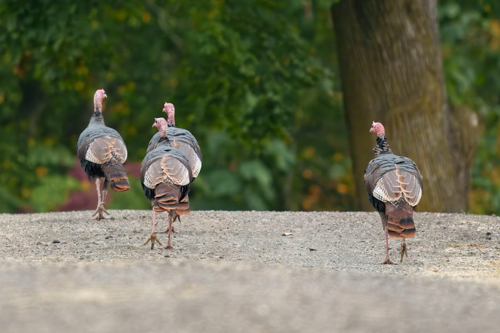Four wild turkeys walk away on a gravel path, surrounded by green foliage.