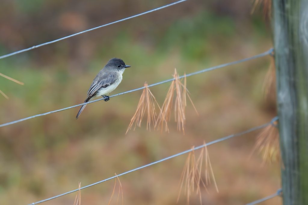 A small bird perched on a wire fence in a blurry natural setting, with some strands of dried grass attached to the fence.