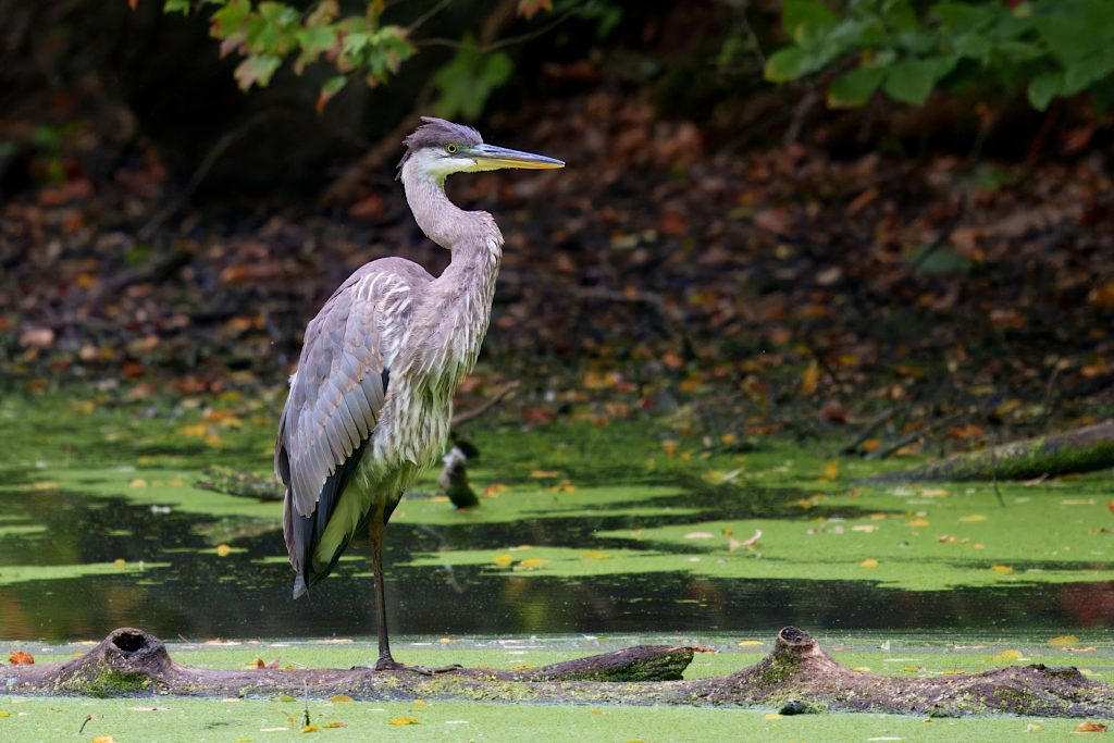 A heron stands on one leg in a green, algae-covered pond with a wooded background.