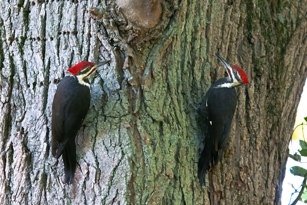 Two woodpeckers with red crests perched on the trunk of a large tree.