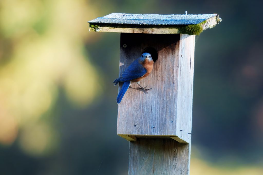 A bluebird perches at the entrance of a wooden birdhouse on a post, set against a blurred natural background.