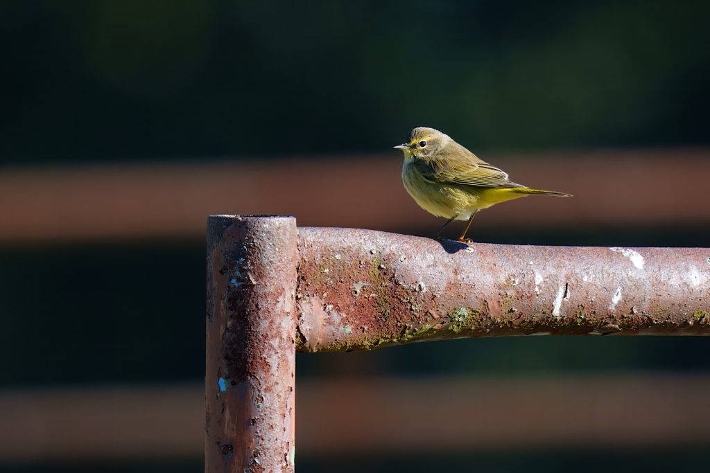 A small bird perched on a rusted metal bar against a blurred dark background.
