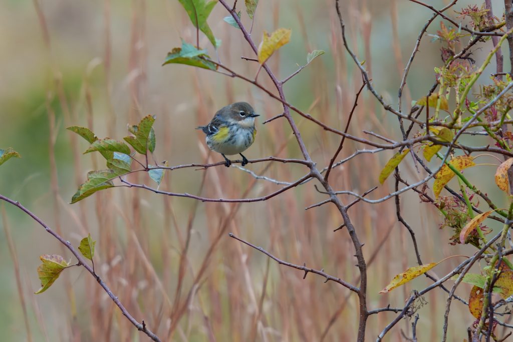 A small bird perched on a branch amid dried and sparse foliage.