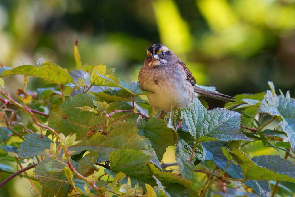 A small brown and white bird with a black and yellow striped head perches on green leafy branches.