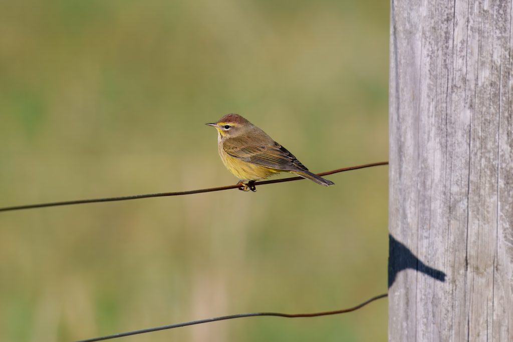 A small bird with a yellow underside perched on a wire fence beside a wooden post, set against a blurred green background.