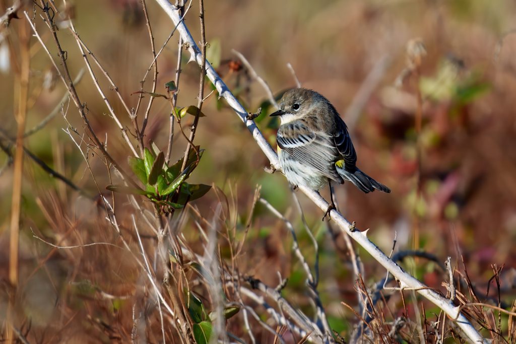 A small bird with brown and white plumage perches on a thin branch surrounded by dry vegetation.