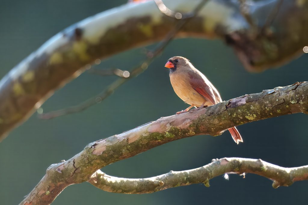 A small bird with reddish-brown feathers and an orange beak perches on a tree branch against a blurred green background.