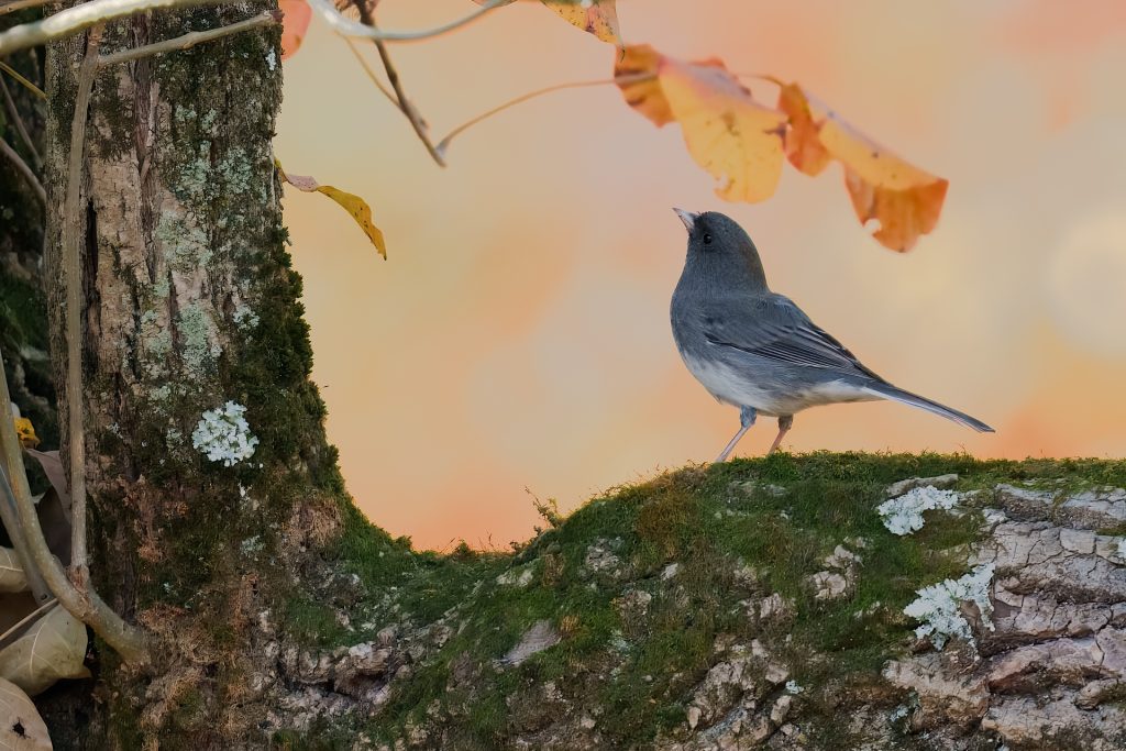A small bird perched on a mossy tree branch with autumn leaves and a warm, blurred background.