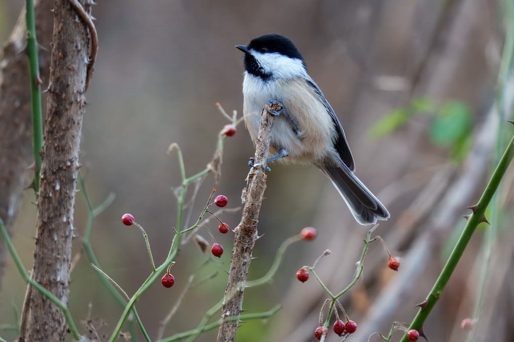 A small black-capped chickadee perched on a branch among red berries and bare twigs.
