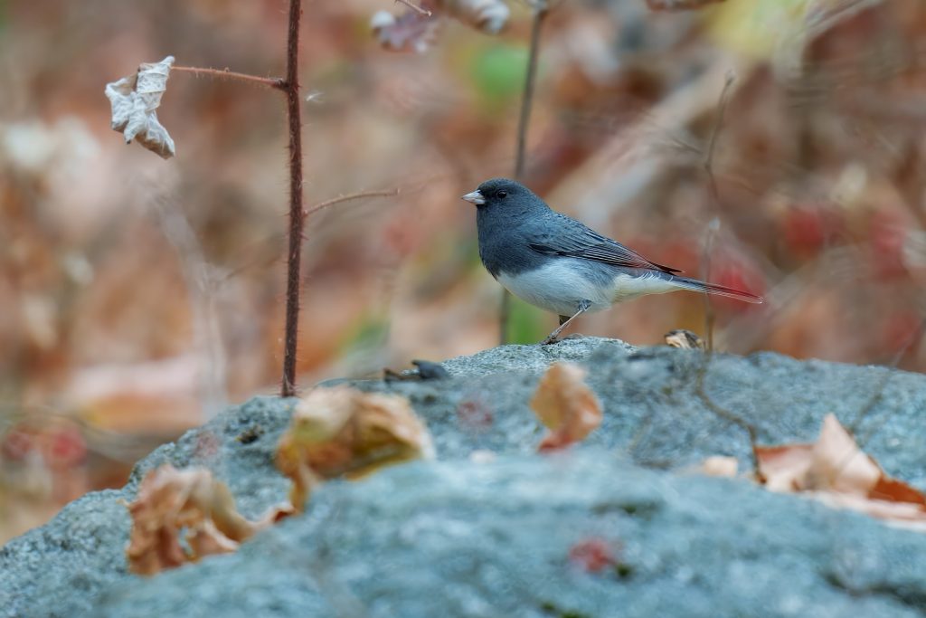 A small bird with a dark head and gray body perches on a stone surrounded by dried leaves and plants.