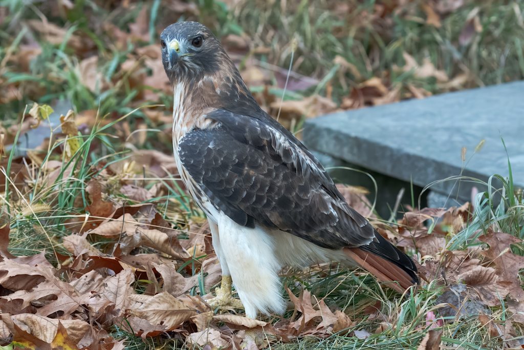 A hawk stands on fallen leaves, surrounded by grass with a gray stone slab nearby.