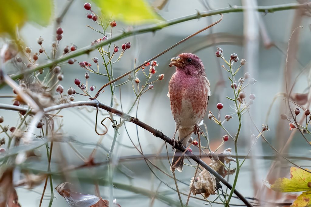 A purple finch perches on a branch with red berries, surrounded by thin vines and foliage.