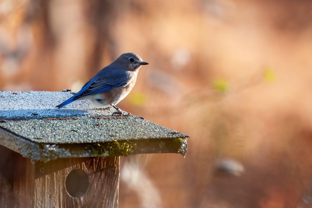 A small bird with blue and brown feathers perches on a mossy wooden birdhouse against a blurred, warm-toned background.