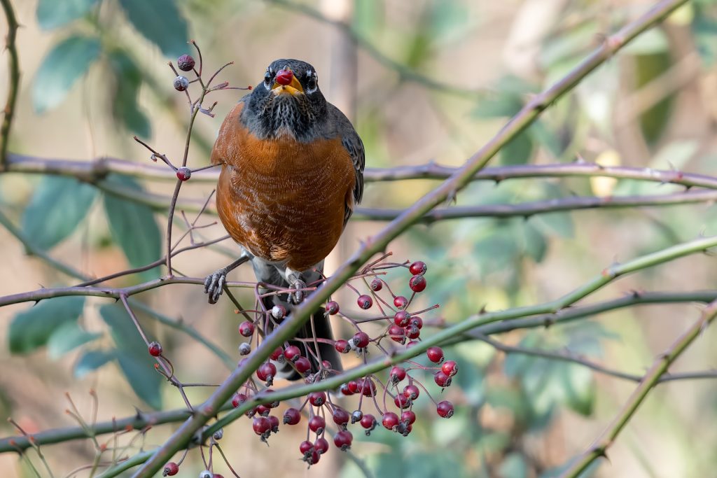 A robin perched on a branch with red berries, surrounded by green leaves.