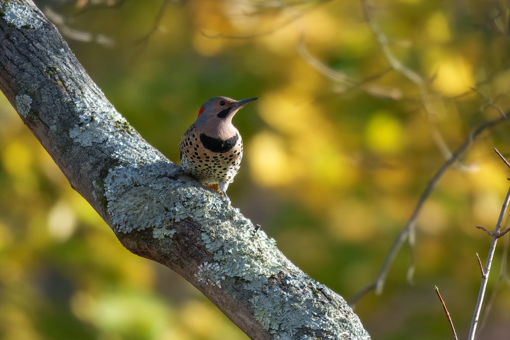 A woodpecker with a speckled chest perches on a lichen-covered branch against a blurred background of green and yellow foliage.