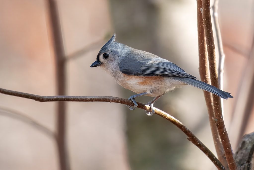 A small bird with blue-gray feathers and a tufted head perches on a thin branch in a natural setting.