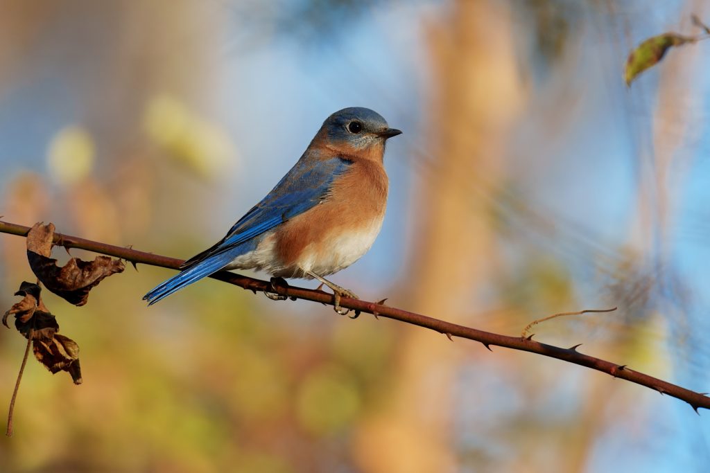 A bluebird perched on a thin branch with a blurred natural background.