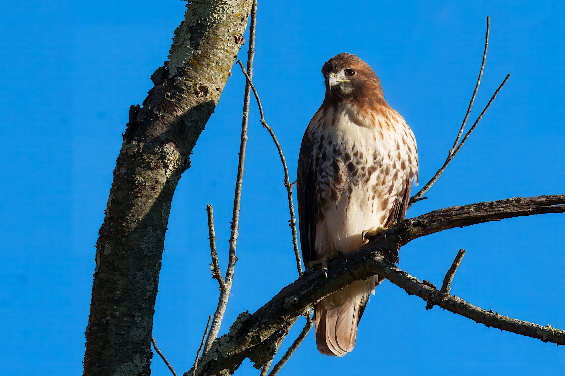 A hawk perched on a tree branch against a clear blue sky.