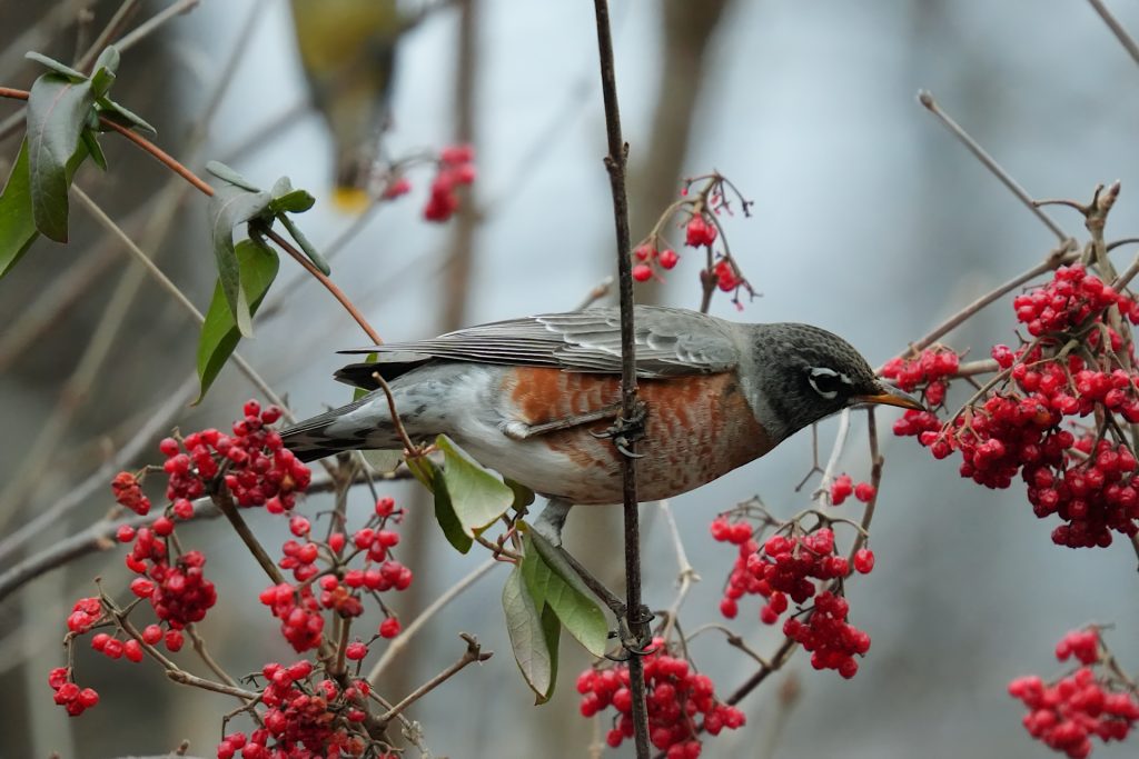 Bird perched on a branch with red berries, surrounded by green leaves.