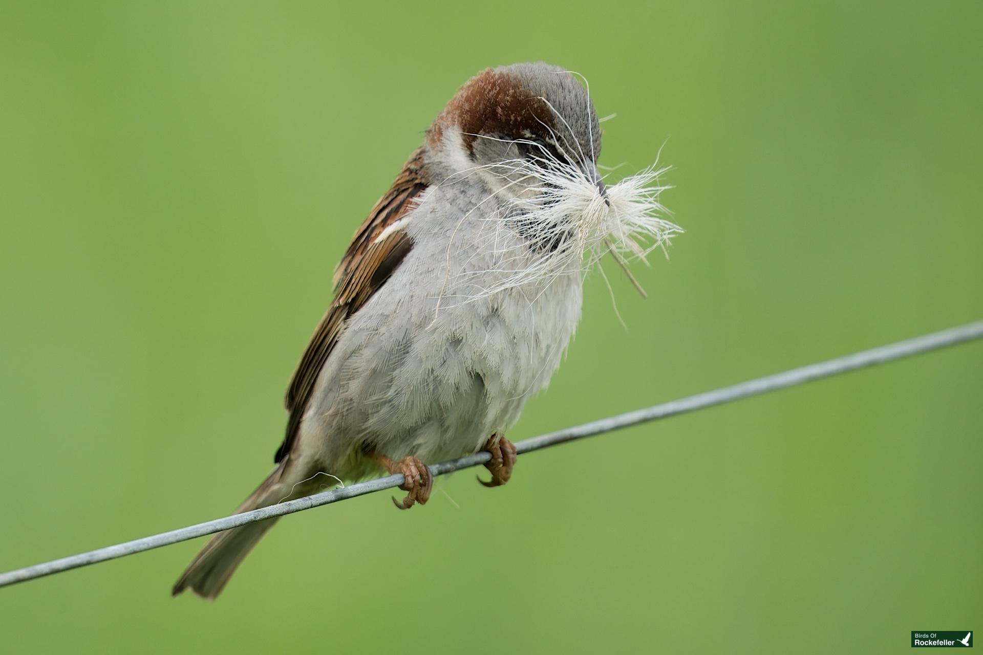 A sparrow perched on a wire holds feathers in its beak against a blurred green background.