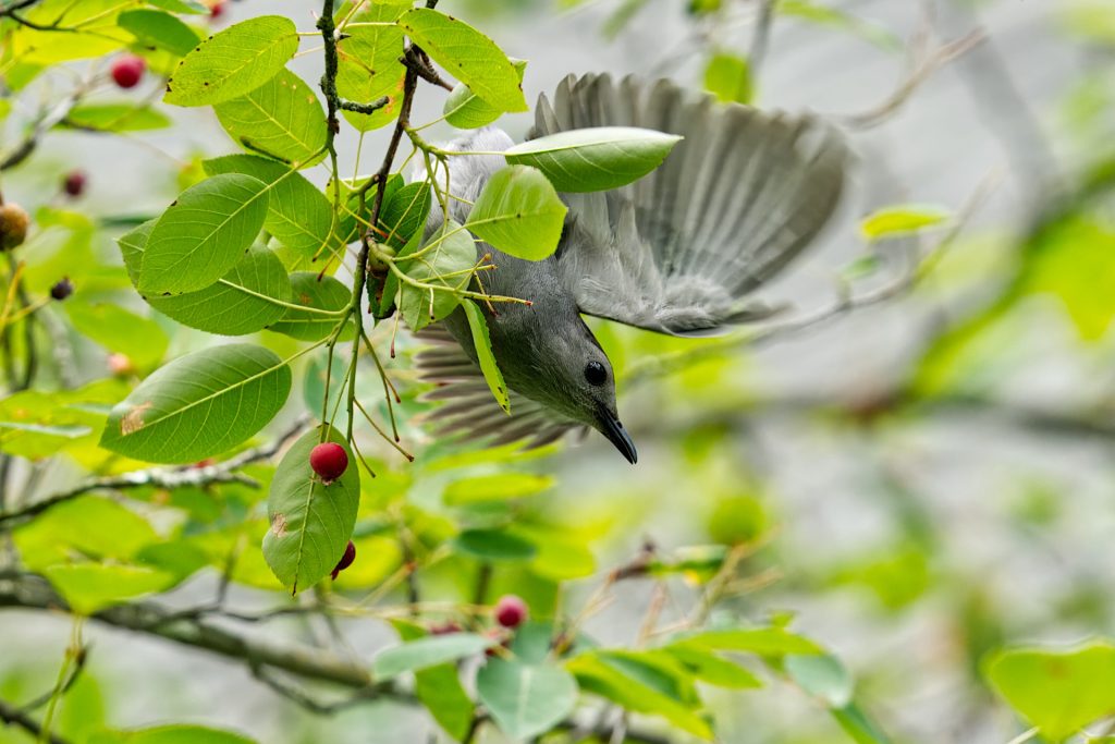 A gray bird is in mid-flight among green leaves and small red berries on a branch.