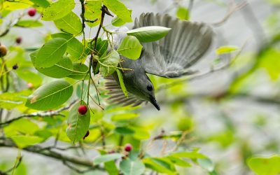 Follow the Food, Find the Birds, Capture Great Bird Pictures!