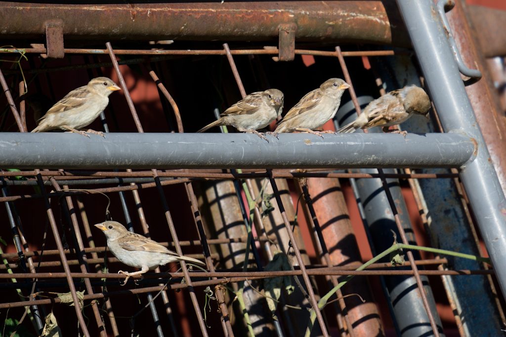 Five small birds perched on a metal fence with rusted bars and some green plants.