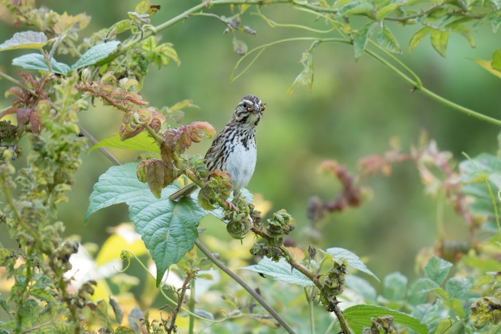 A small bird with speckled plumage perched on a branch surrounded by green leaves.