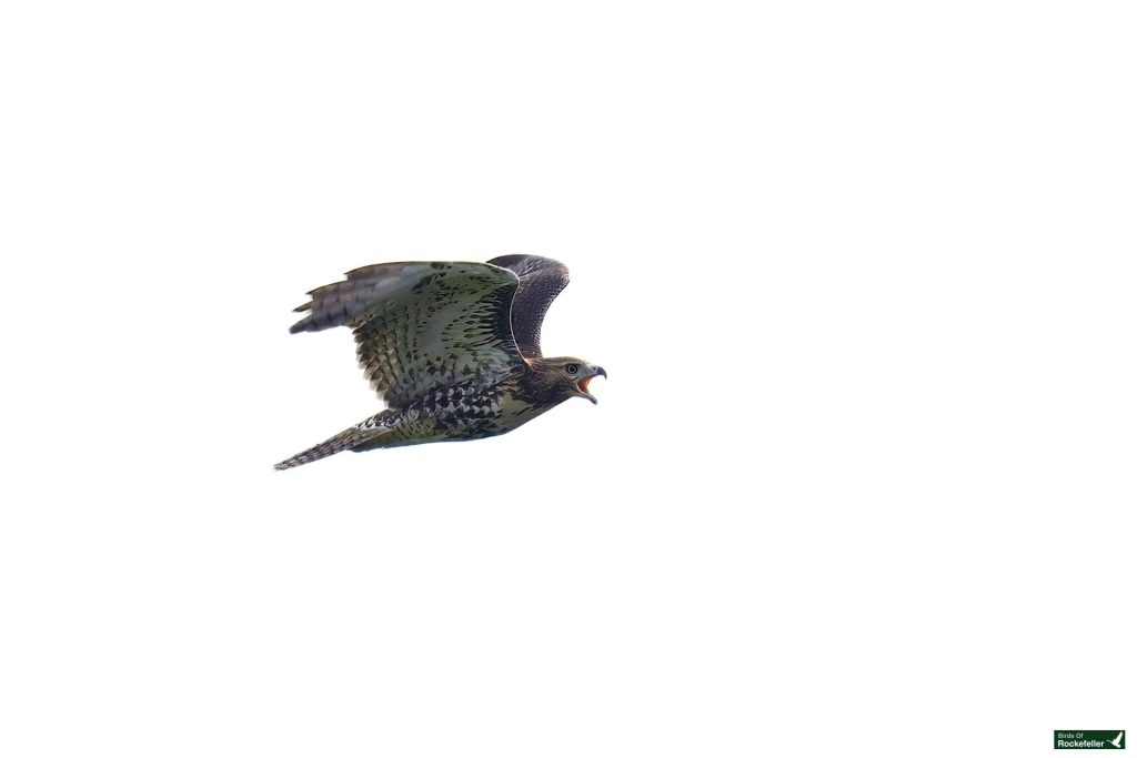 A hawk with outstretched wings flies through a white sky, its beak open as if calling.