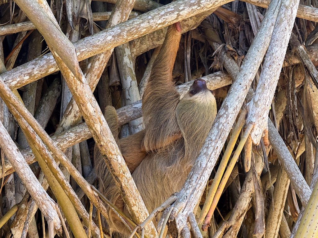 A sloth hangs from interwoven tree branches, camouflaged within the dense, brown wood texture.