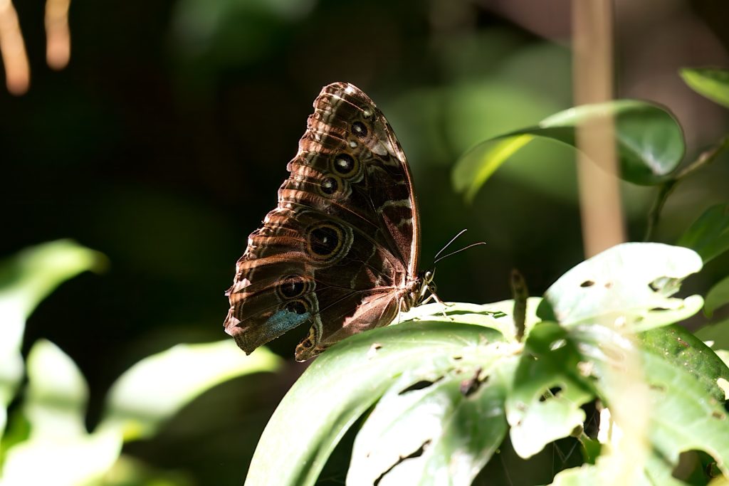A butterfly with patterned wings rests on a green leaf in a sunlit area.