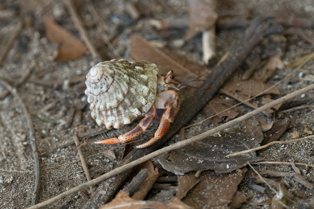 A hermit crab with a spiral shell crawls over dry leaves and twigs on the ground.