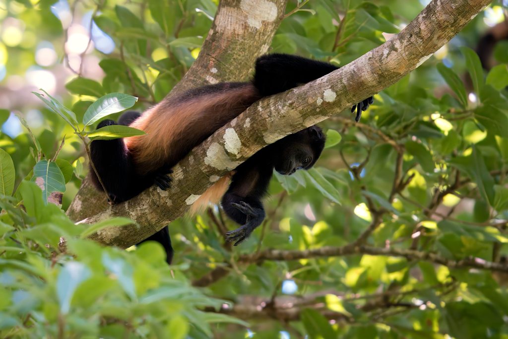 A howler monkey rests on a tree branch surrounded by green leaves.